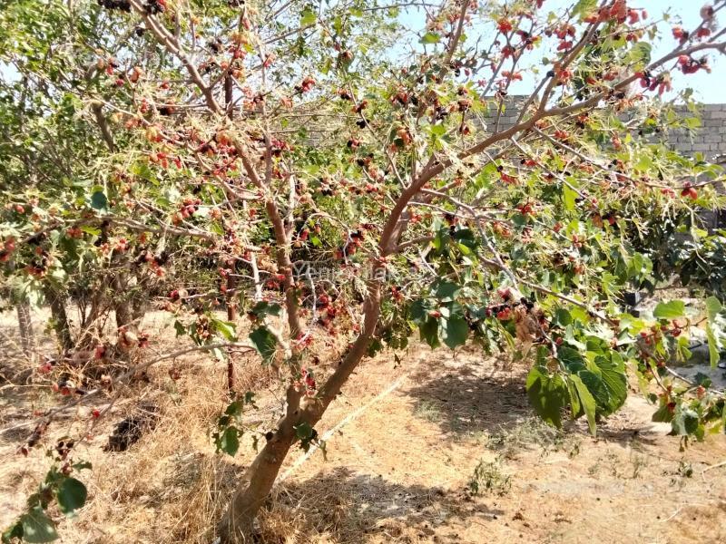 3 otaqlı Həyət evi / Villa, Xəzər rayonu, Bakı